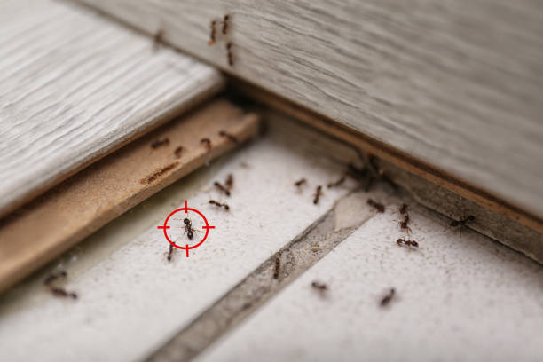 Pest Prevention Services in Winner, SD