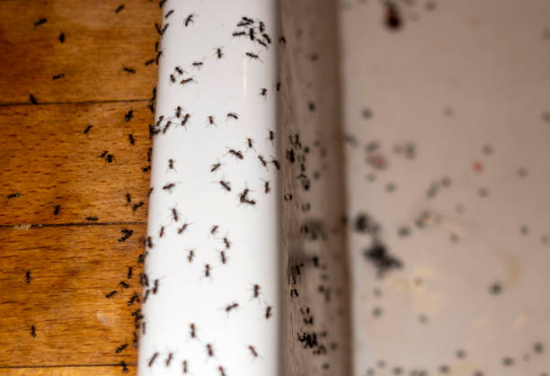 Insect Control in Winner, SD